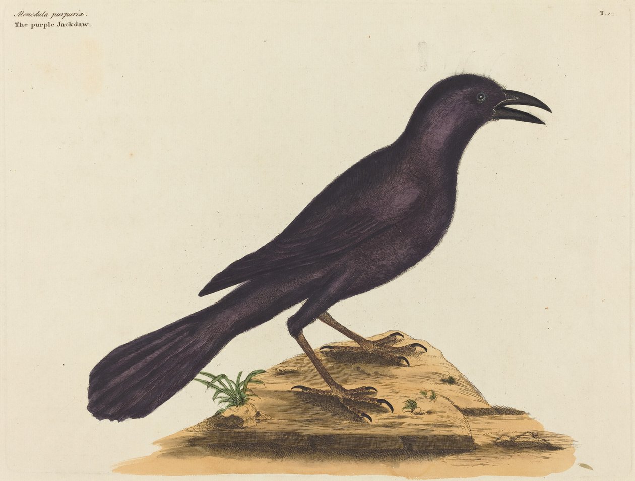 De Paarse Kauw door Mark Catesby
