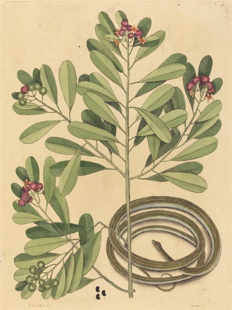 De lintslang Coluber saurita, gepubliceerd 1731-1743 door Mark Catesby