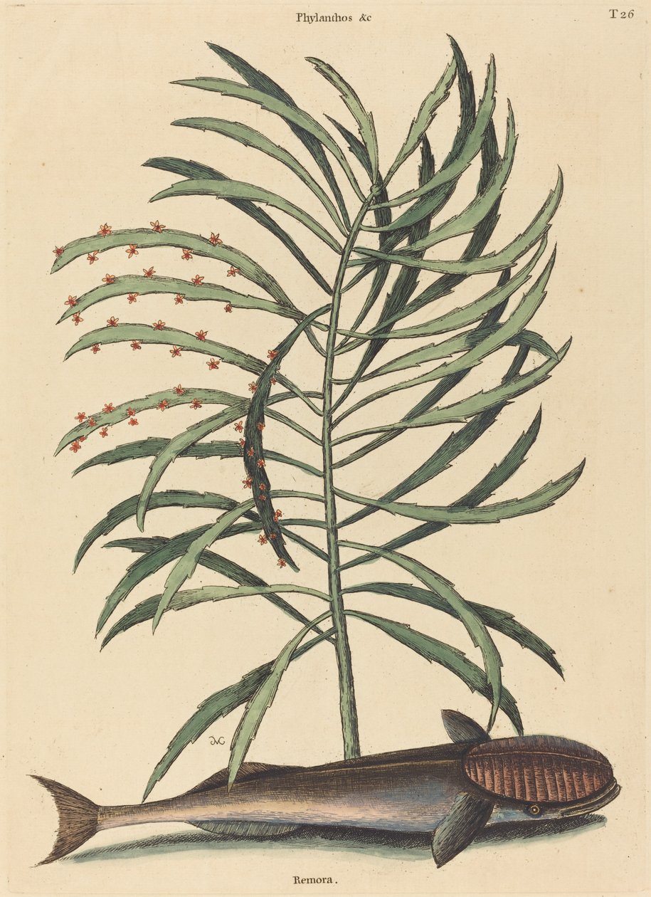 De zuigende vis (Echeneis Naucratis) door Mark Catesby