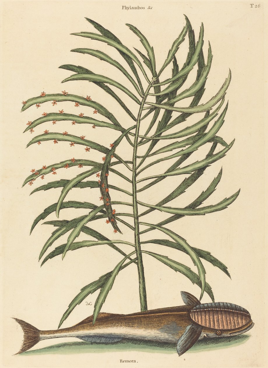 De Zuigvis (Echeneis naucratis) door Mark Catesby