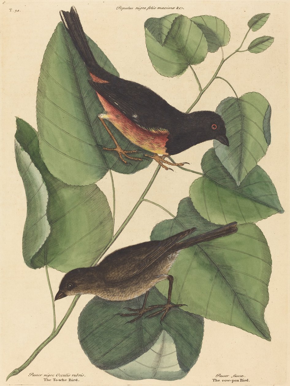 De Towhe Vogel (Fringilla erythrophthalma) door Mark Catesby