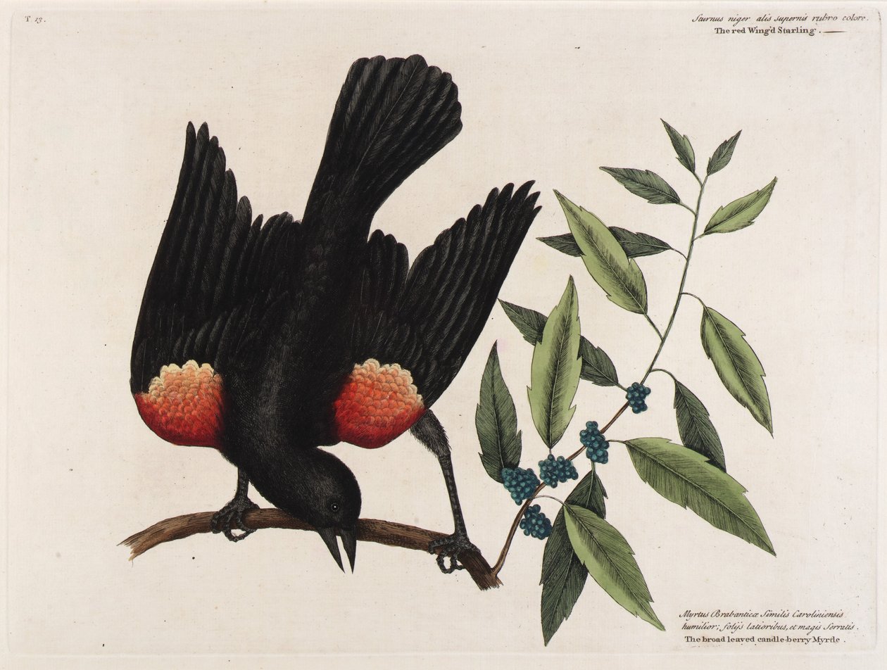 De roodgevleugelde spreeuw. De breedbladige kaarsbes Mirte. door Mark Catesby