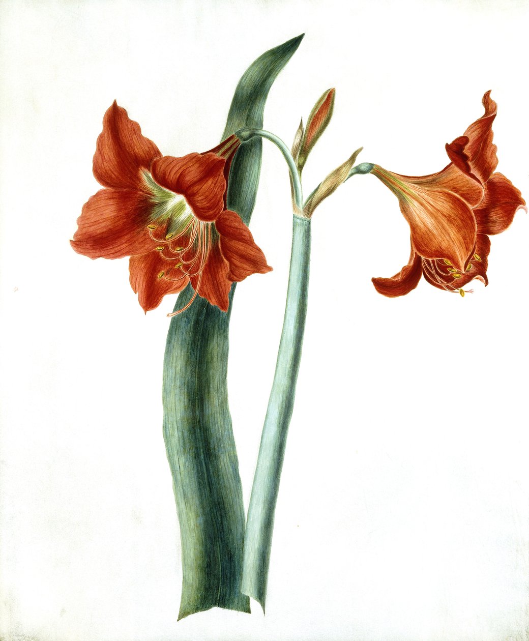 Amaryllis, ca. 1790 door Martha Tuthill