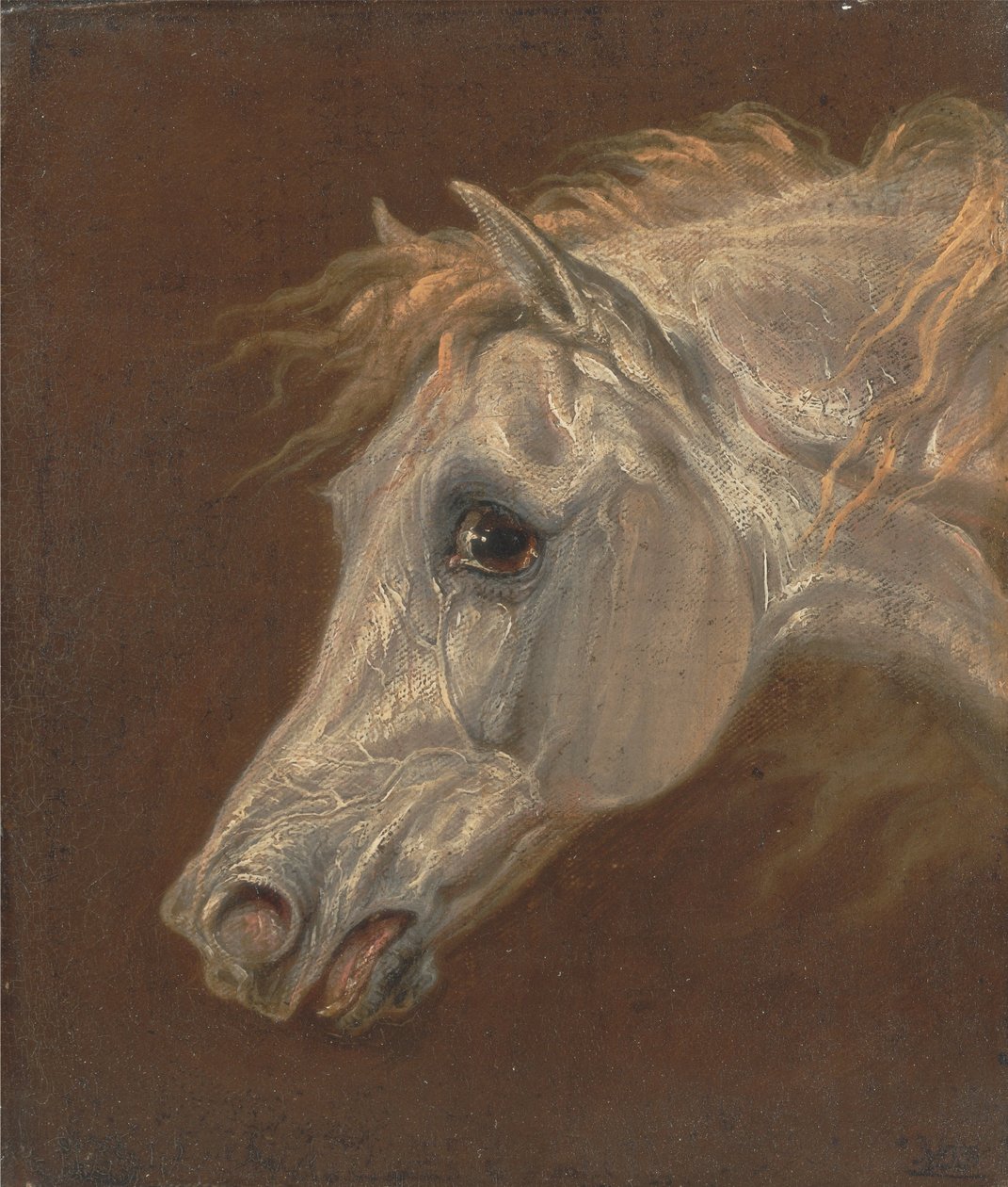 Hoofd van een grijze Arabische hengst door Martin Theodore Ward