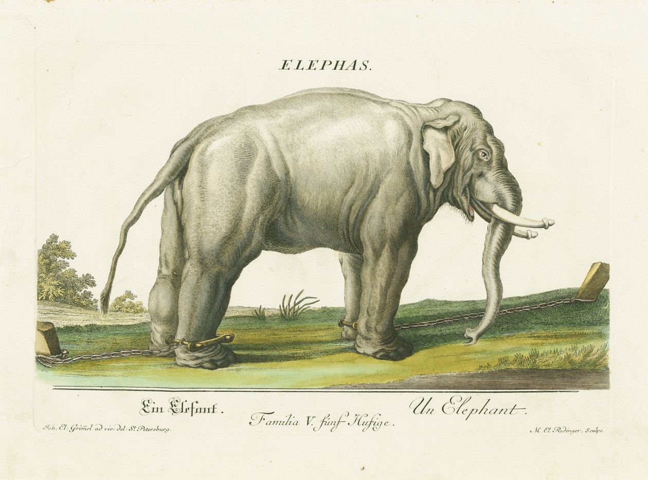 Aziatische olifant in kettingen door Martin Elias Ridinger