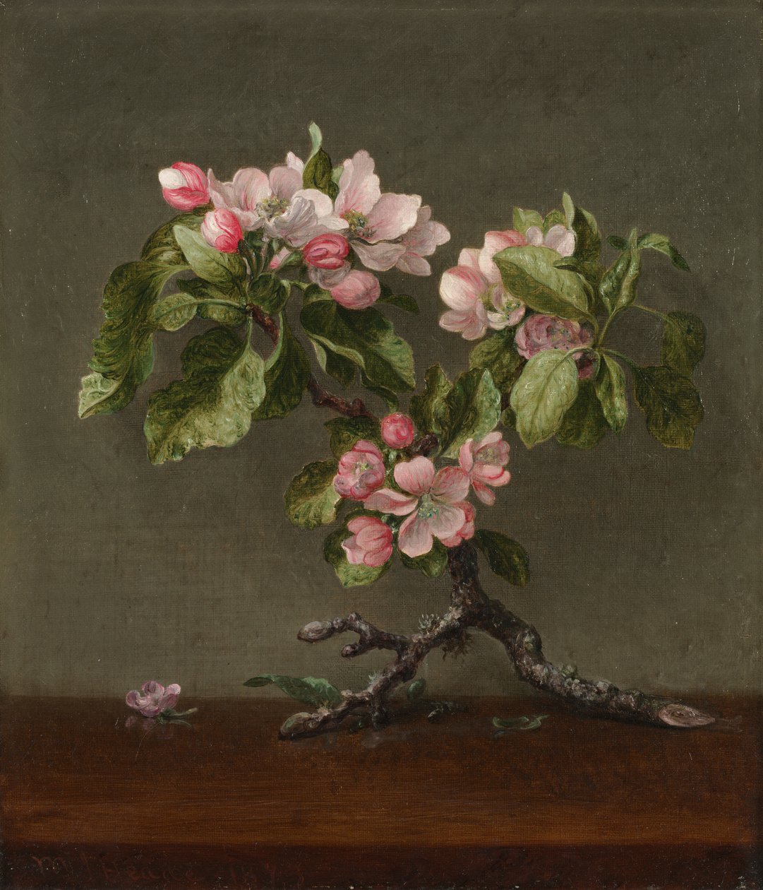 Appelbloesem door Martin Johnson Heade