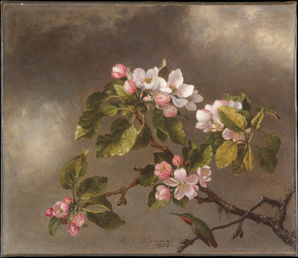 Kolibrie en appelbloesems door Martin Johnson Heade