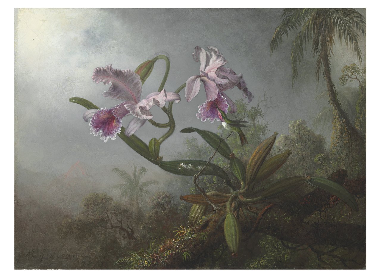 Roze orchideeën en kolibrie op een tak, 1875 door Martin Johnson Heade