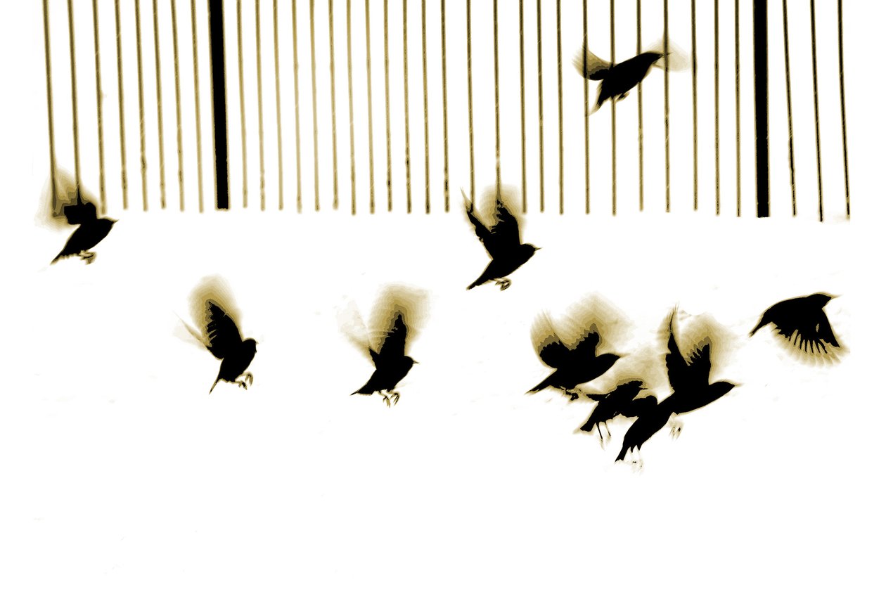 Spreeuwen, 2003 (fotogravure) door Martin Mossop