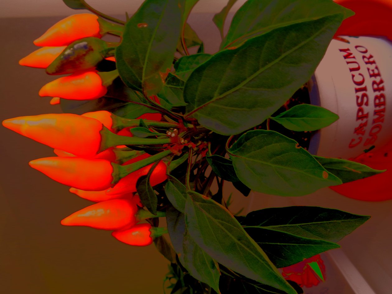 Paprika door Martina Konitzky