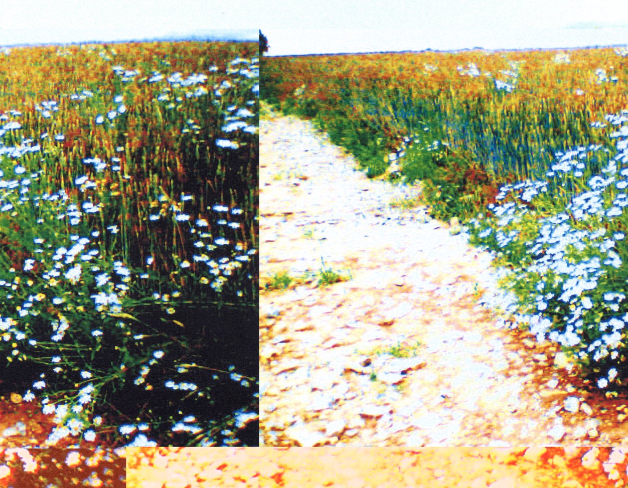 Landweg door Martina Konitzky