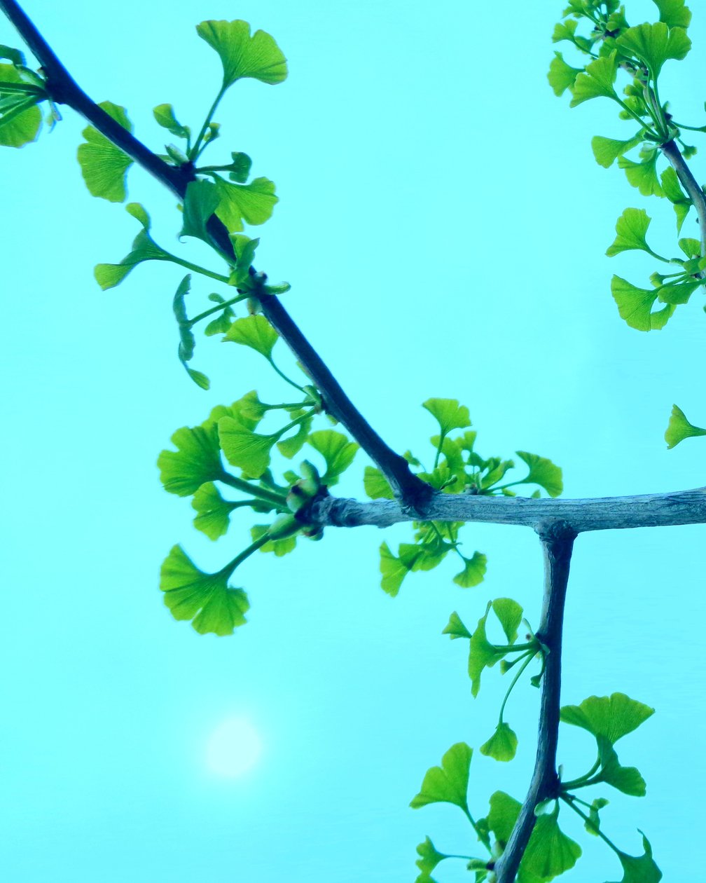 Ginkgo door Martina Konitzky
