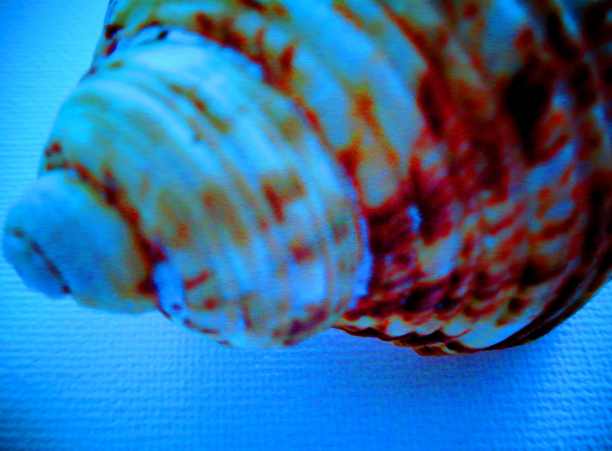 Schelp door Martina Konitzky