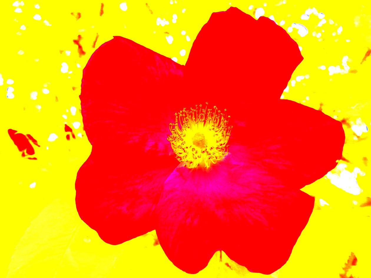 Popart Hommage aan Andy Warhol door Martina Konitzky