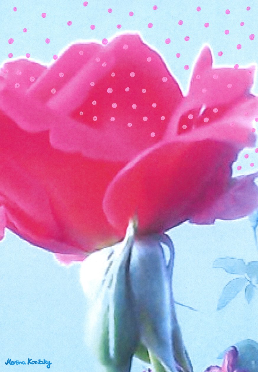 Roze Roos door Martina Konitzky