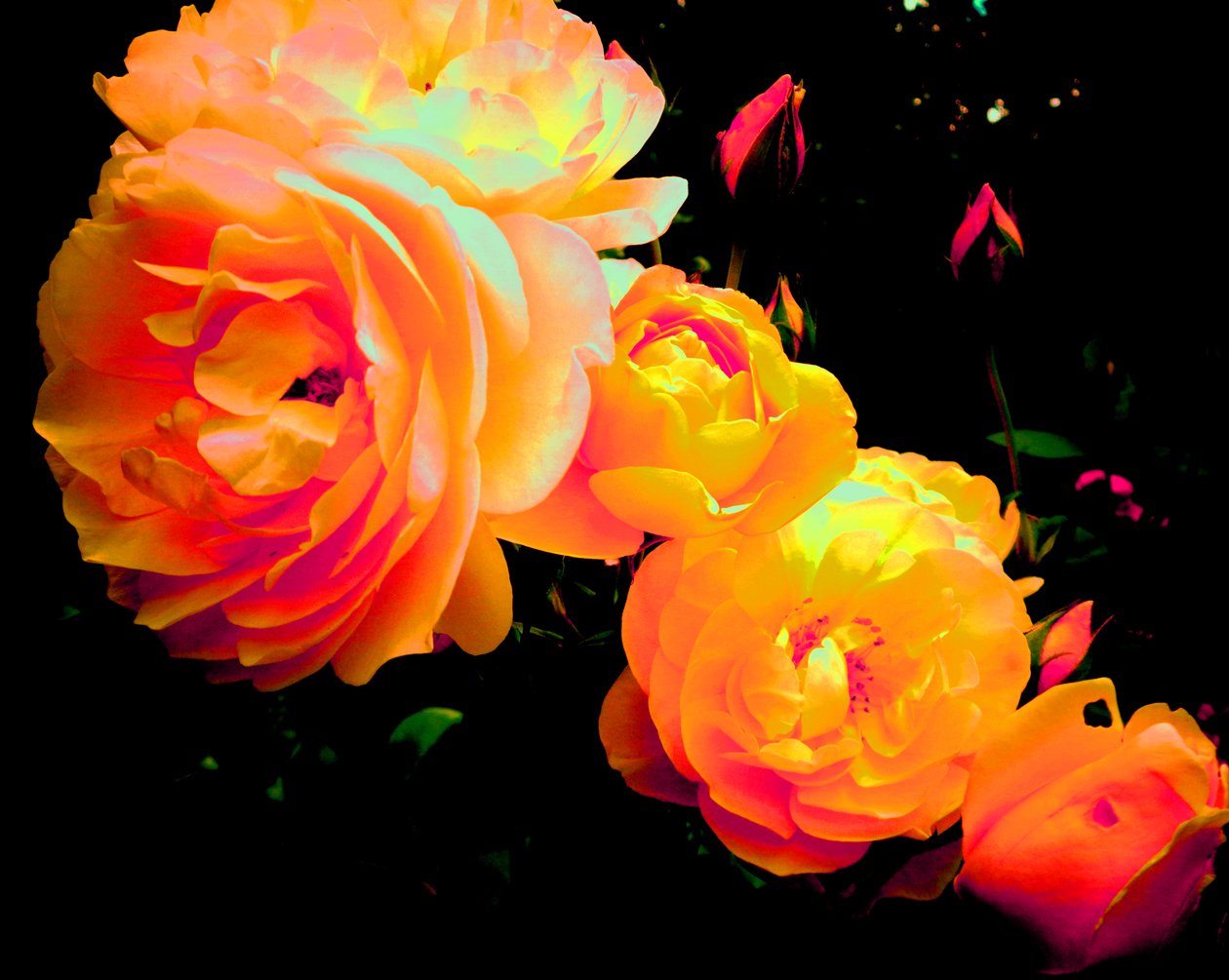 Rozen Regenboog door Martina Konitzky
