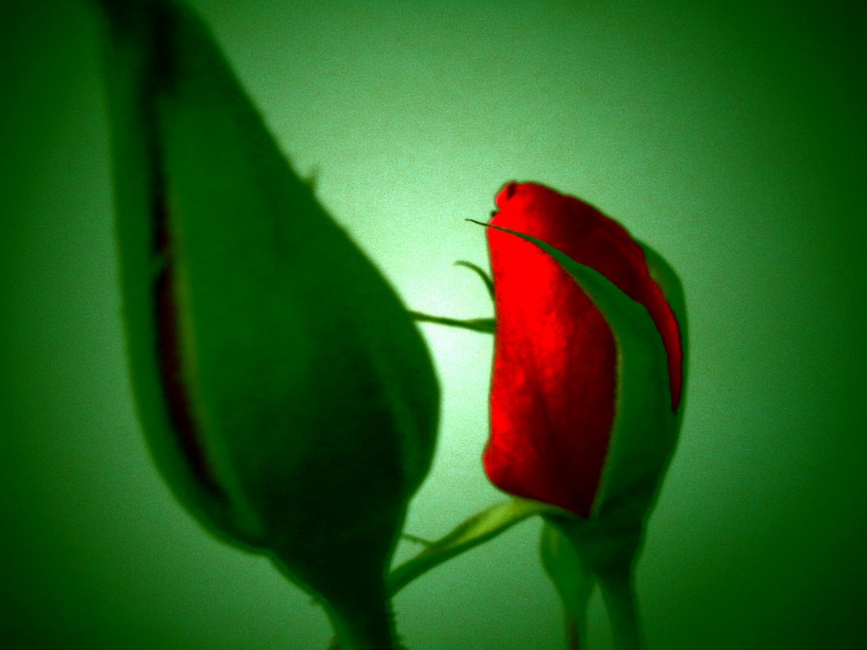 Rood Groen door Martina Konitzky