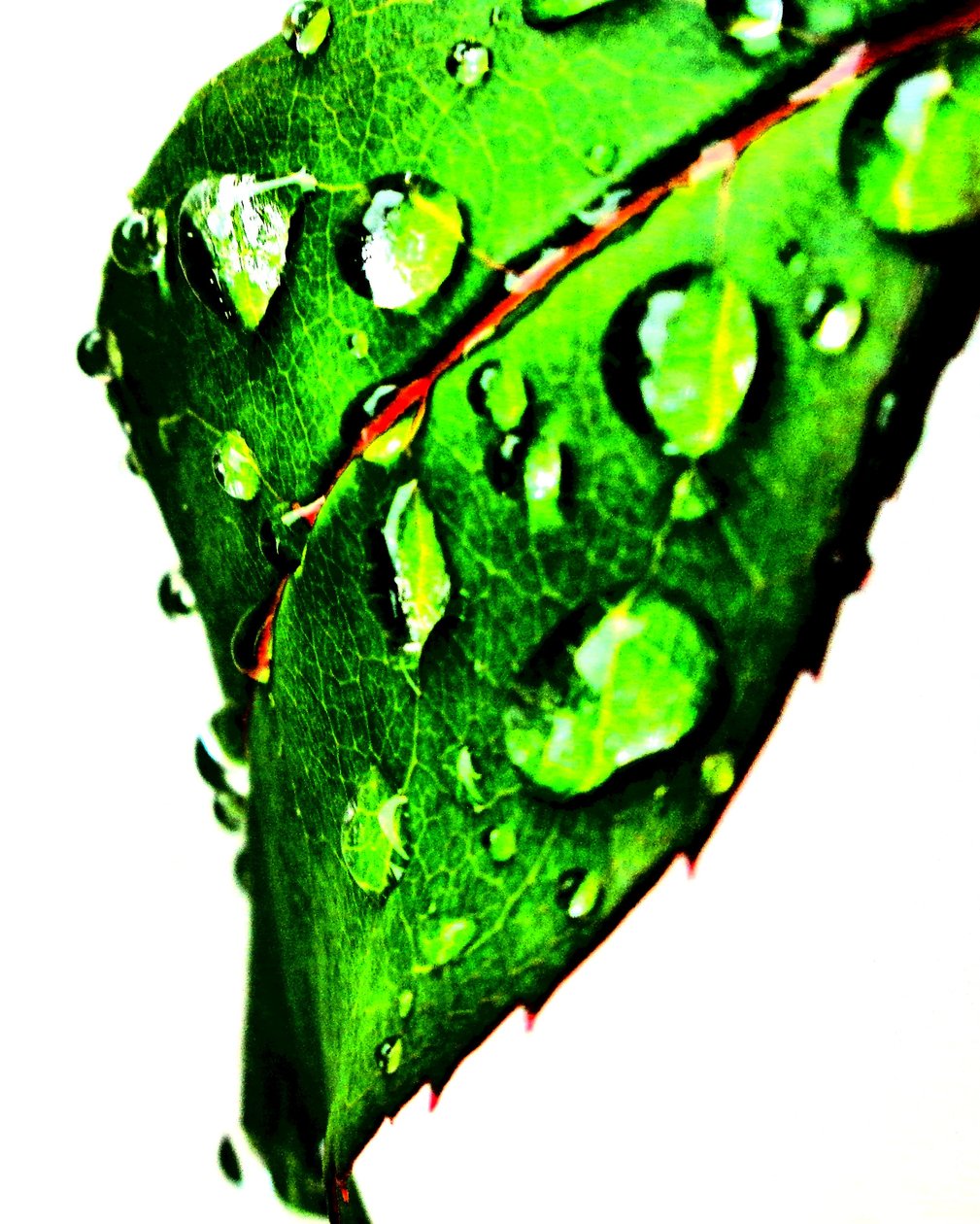 Groene Waterdruppels door Martina Konitzky