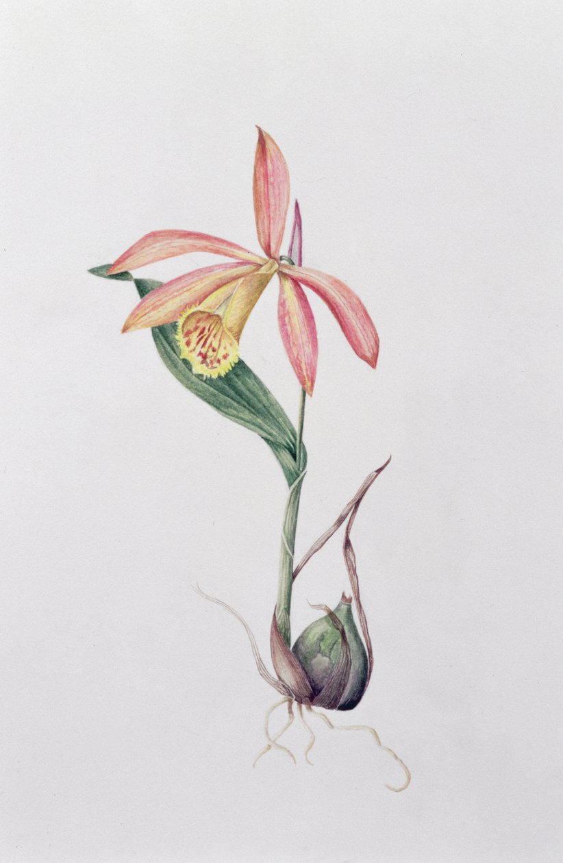 Pleione Zeus Wildstein door Mary Kenyon Slaney