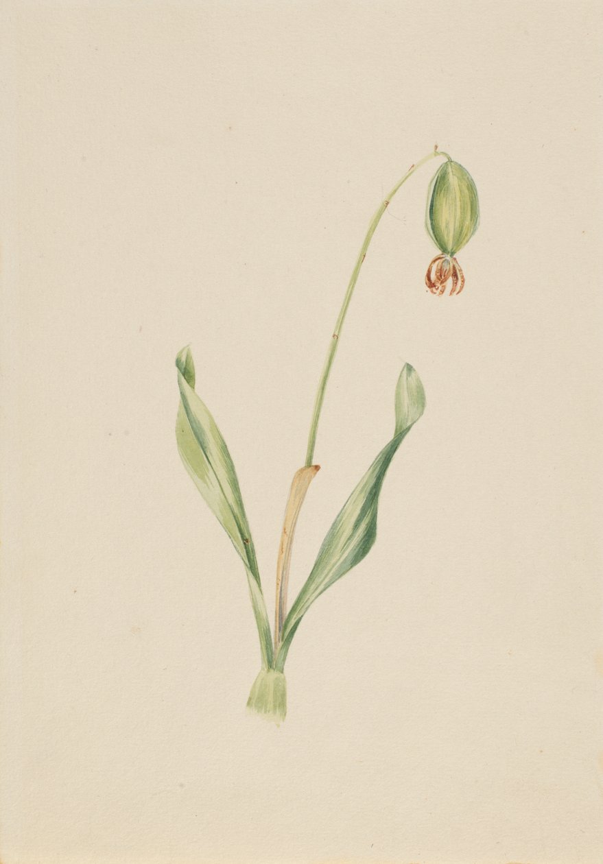 (Zonder titel) (Studie van planten) door Mary Vaux Walcott