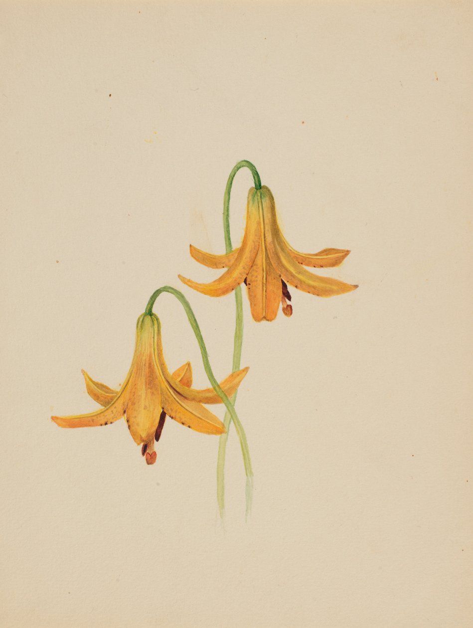 (Zonder titel - Bloemenstudie) door Mary Vaux Walcott