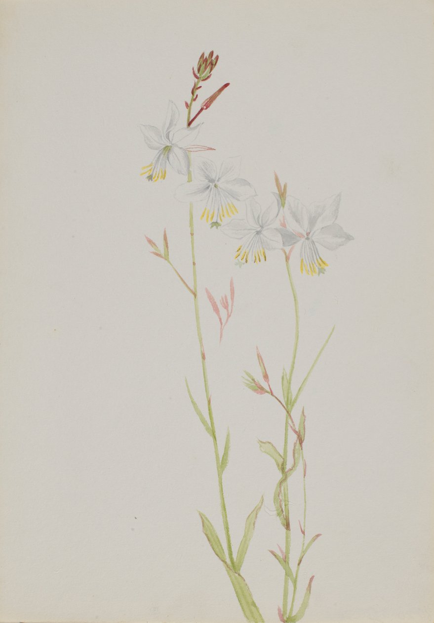 (Zonder titel - Bloemenstudie) door Mary Vaux Walcott