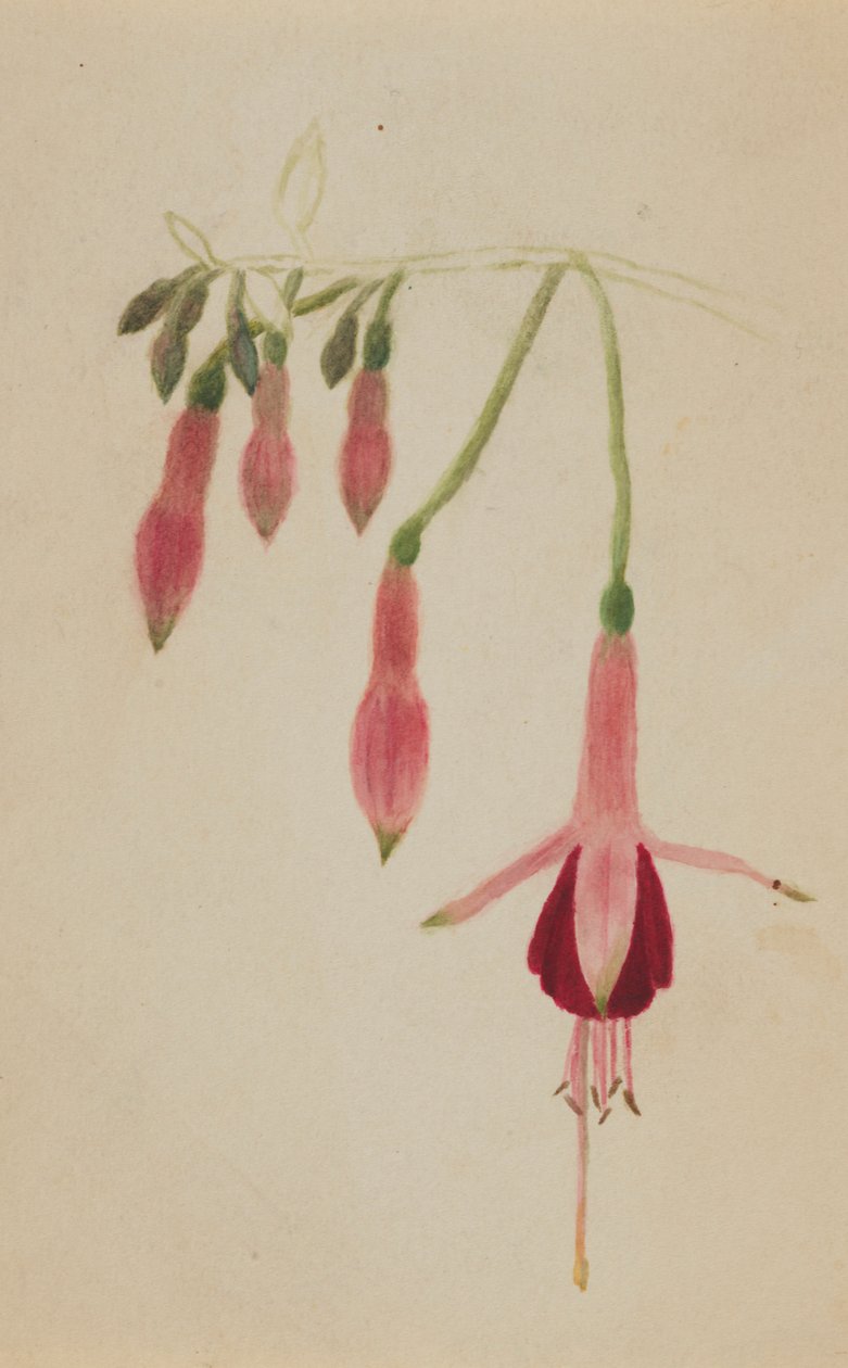 (Zonder titel - Bloemenstudie) door Mary Vaux Walcott