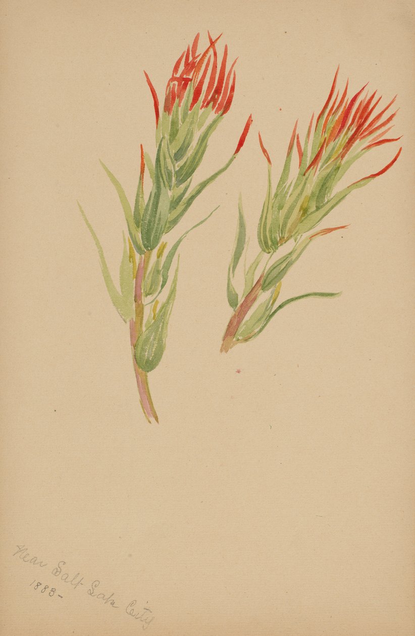 (Zonder titel - Plantenstudie) door Mary Vaux Walcott