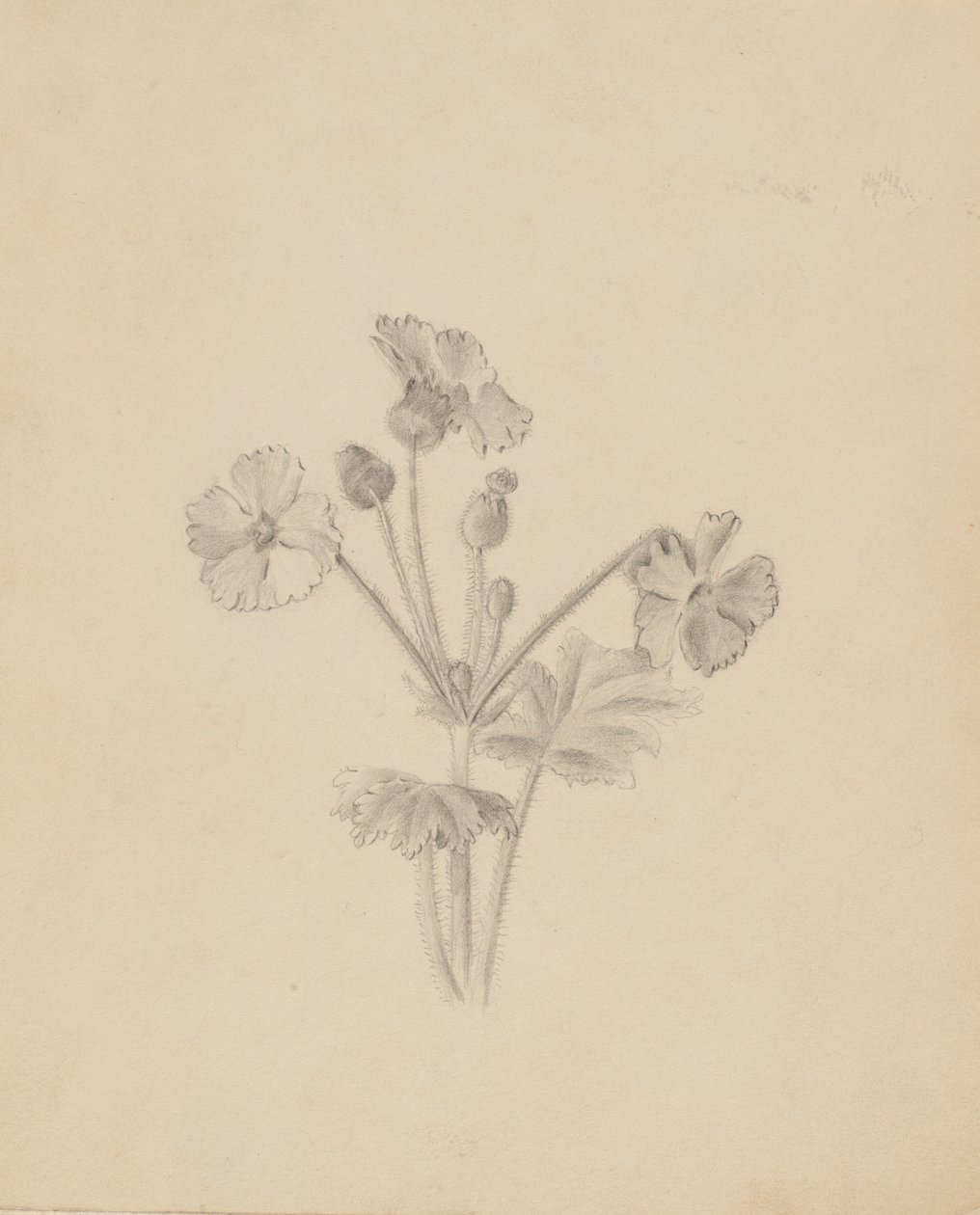 (Zonder titel - Plantenstudie) door Mary Vaux Walcott