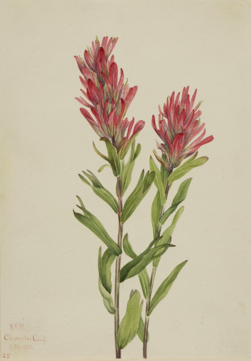 Alberta Verfkwast Catilleja miniata, 1920 door Mary Vaux Walcott