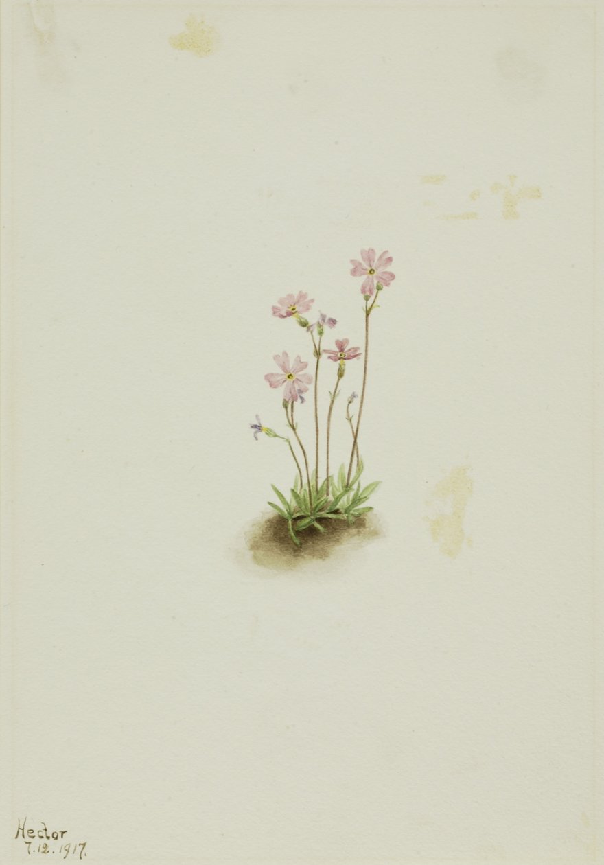 Alberta sleutelbloem (Primula maccalliana) door Mary Vaux Walcott