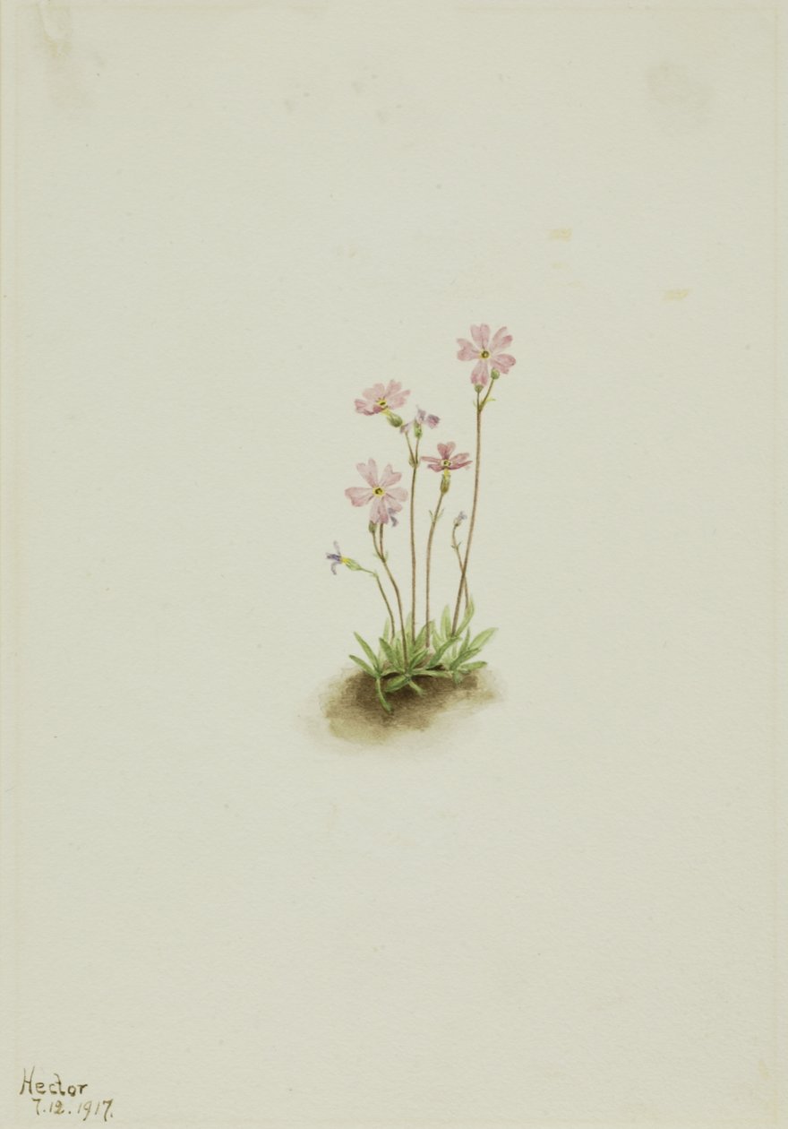 Alberta Primula Primula maccalliana, 1917 door Mary Vaux Walcott