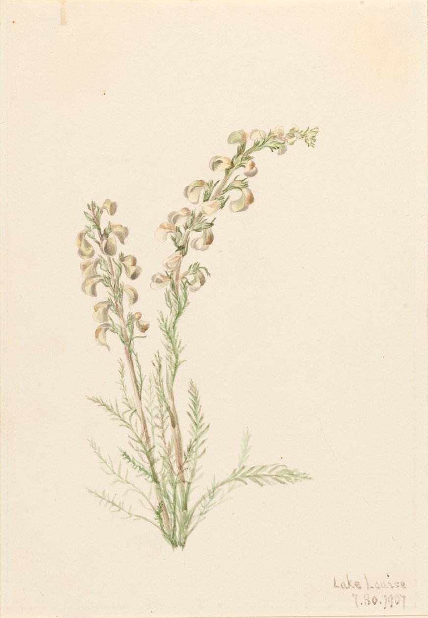 Alpenvarenleven Pedicularis contorta, 1907 door Mary Vaux Walcott