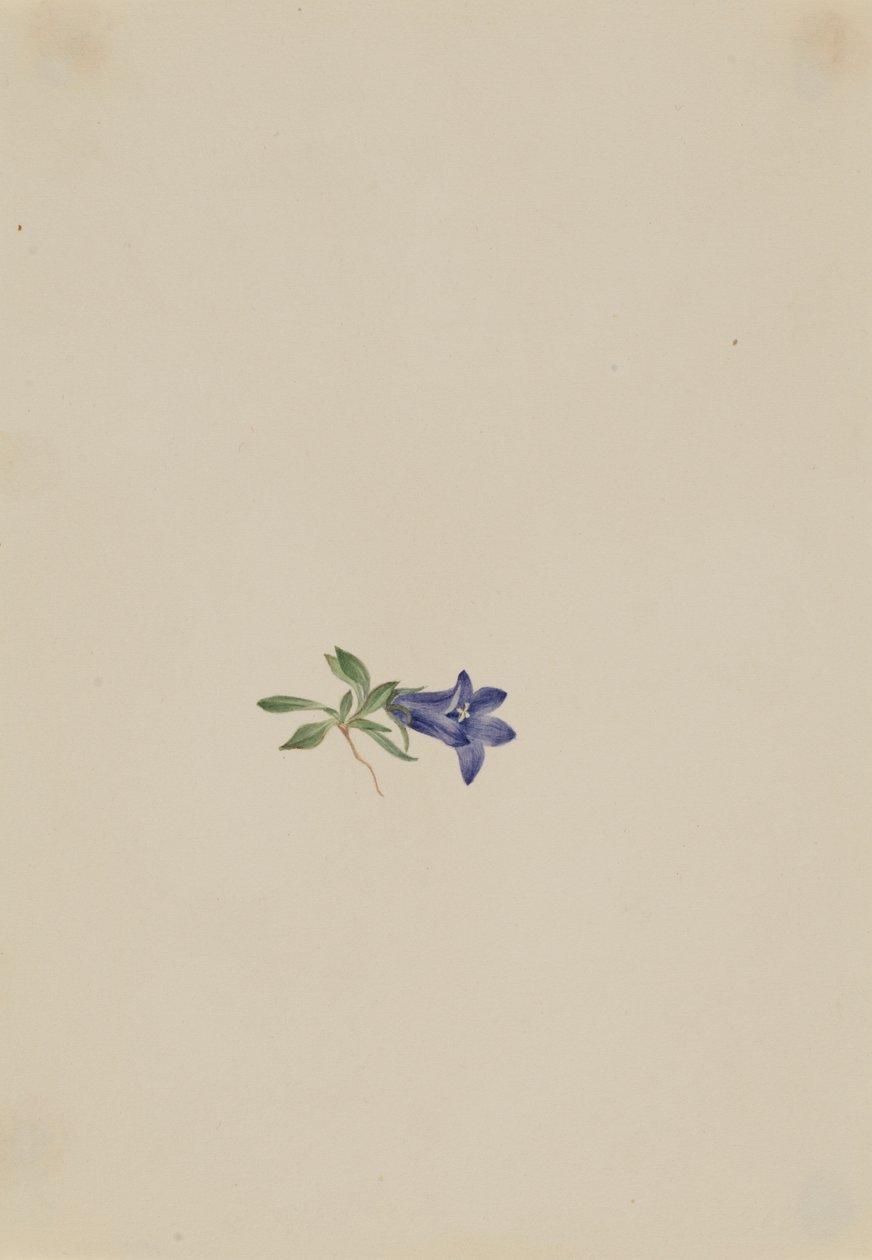 Alpenhazelaar (Campanula lasiocarpa) door Mary Vaux Walcott