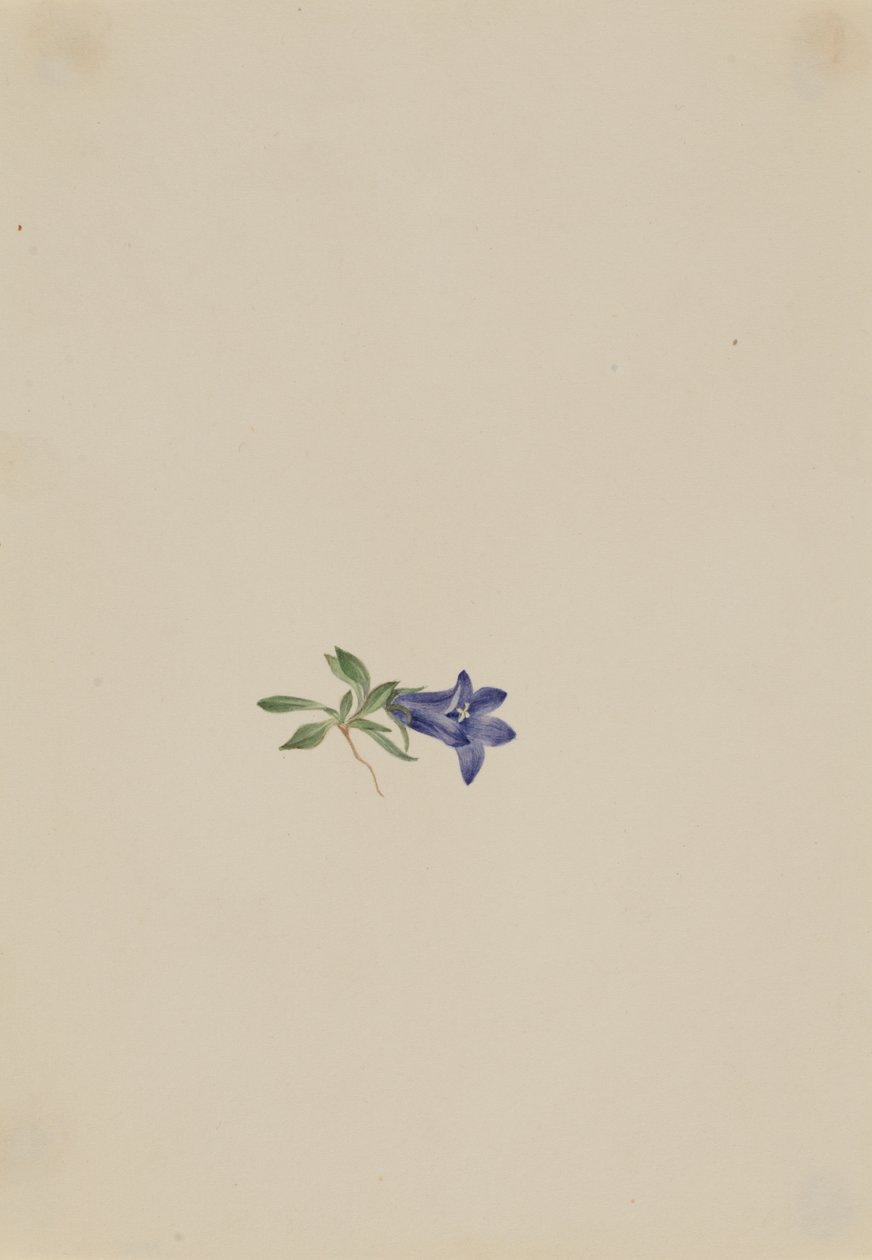 Alpenklokje Campanula lasiocarpa, n.d. door Mary Vaux Walcott