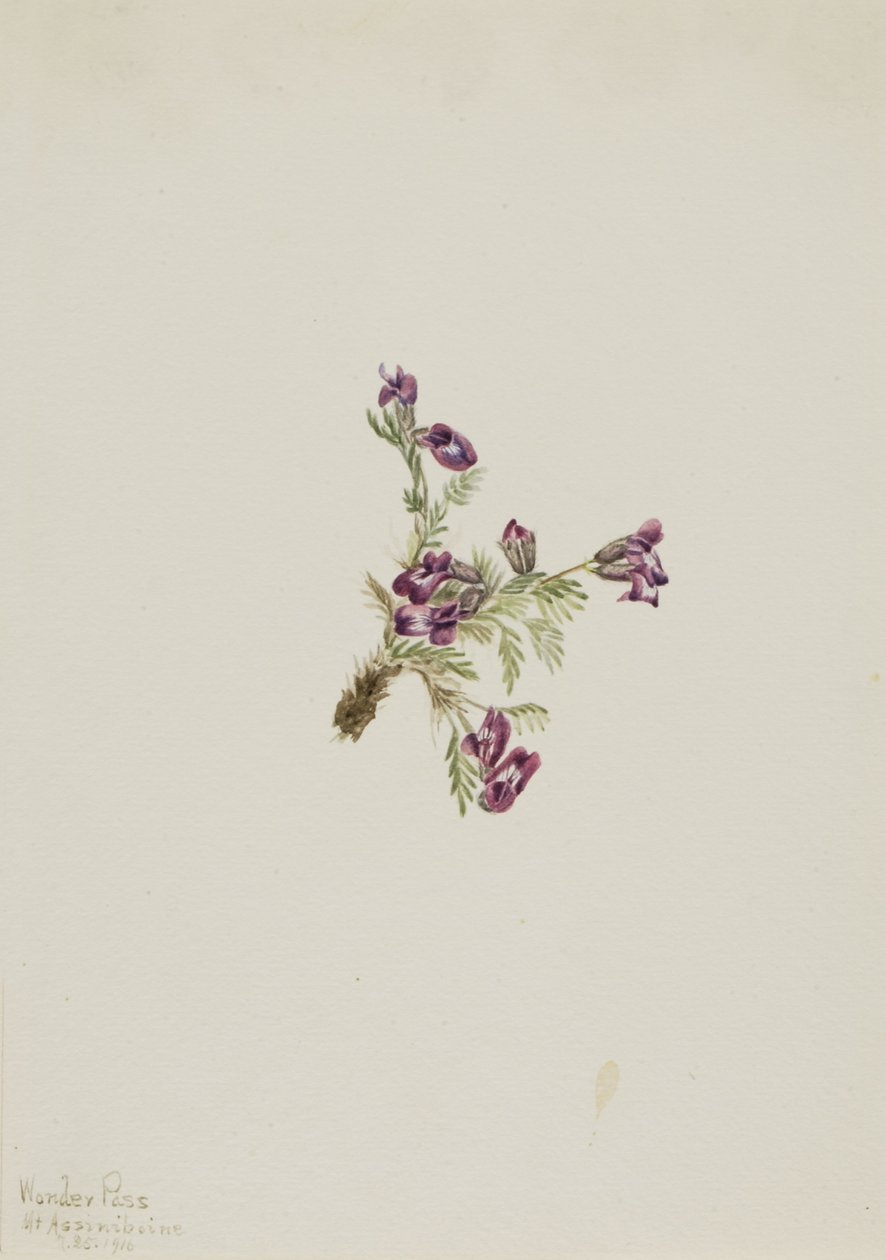 Alpenwortel (Oxytropis podocarpa) door Mary Vaux Walcott
