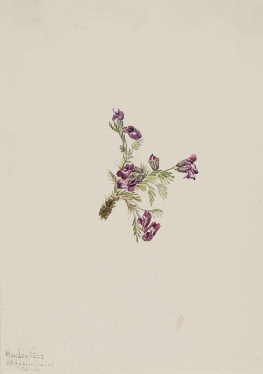 Alpenwikke, 1916 door Mary Vaux Walcott