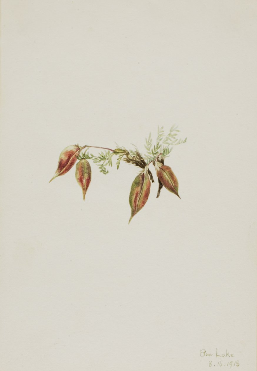 Alpen Pointvetch Oxytropis podocarpa, 1918 door Mary Vaux Walcott
