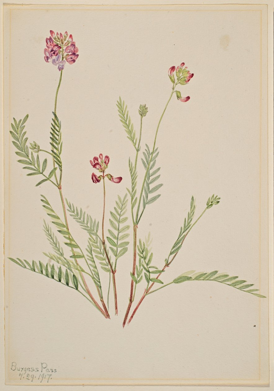Alpenwikke (Astragalus bourgovii) door Mary Vaux Walcott