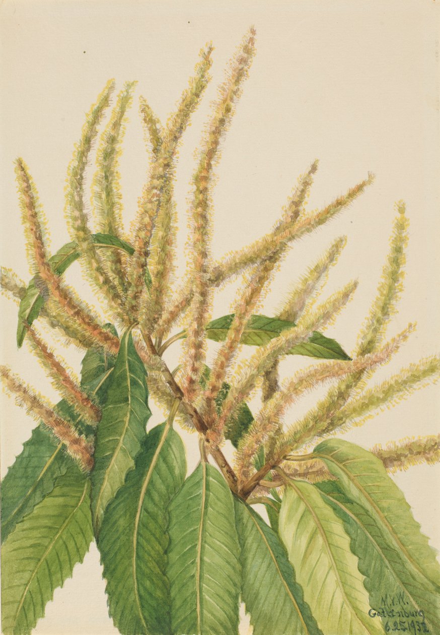 Amerikaanse kastanje (Castanea dentata) door Mary Vaux Walcott