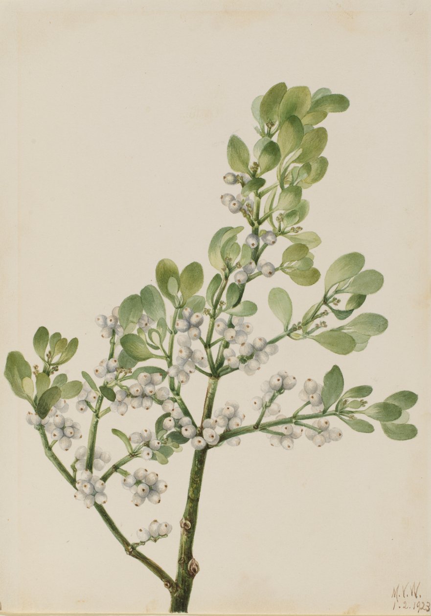 Amerikaanse maretak Phoradendron flavescens, 1923 door Mary Vaux Walcott