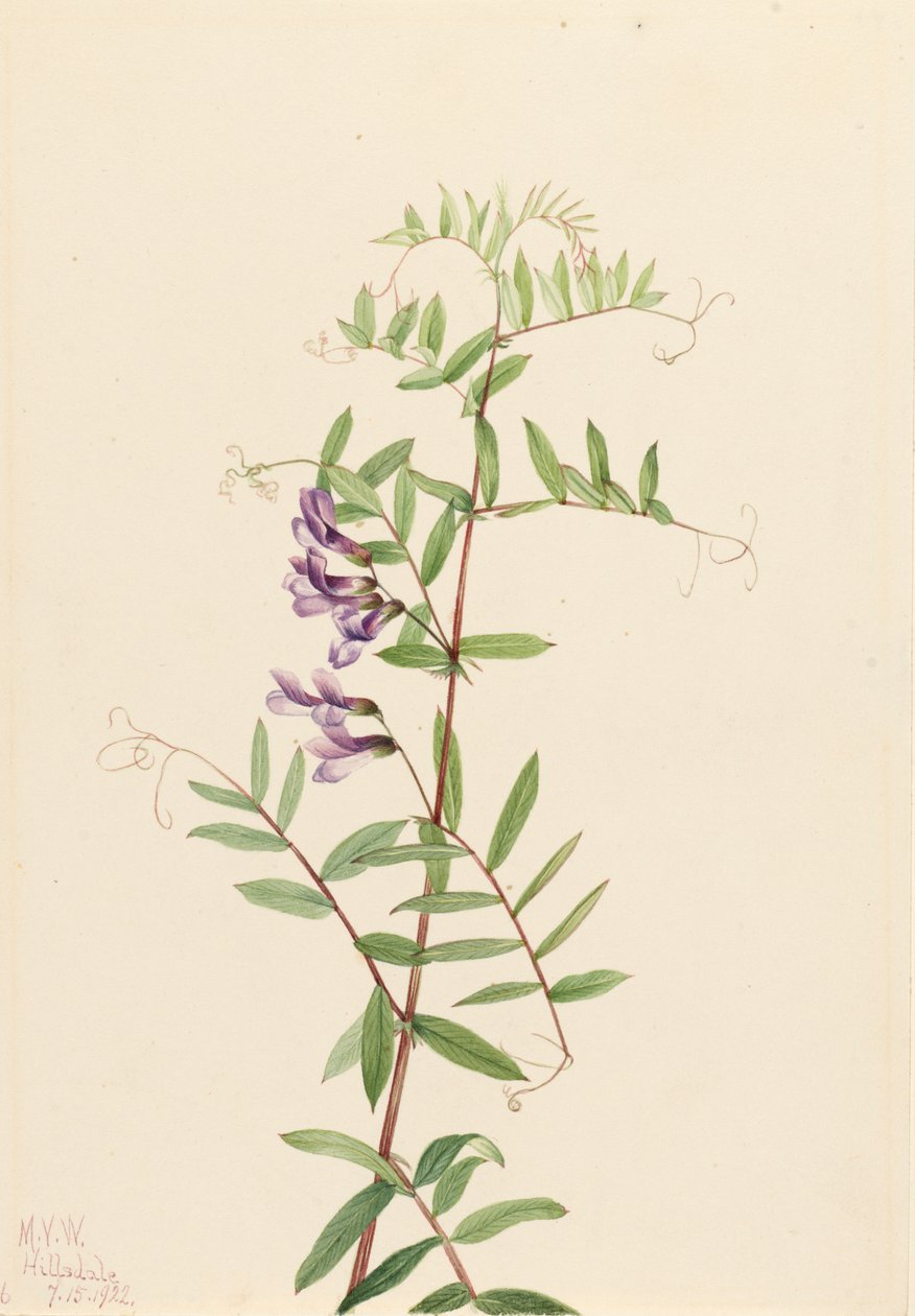 Amerikaanse Wikke Vicia americana, 1922 door Mary Vaux Walcott