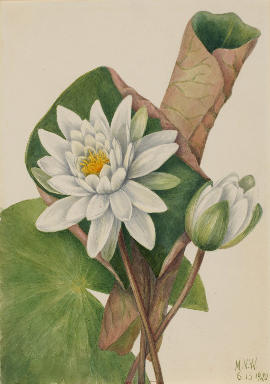 Amerikaanse waterlelie (Castalia odorata) door Mary Vaux Walcott