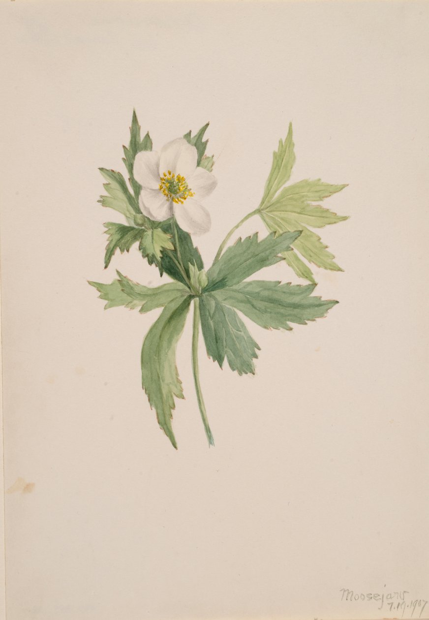 Anemone canadensis, 1907 door Mary Vaux Walcott