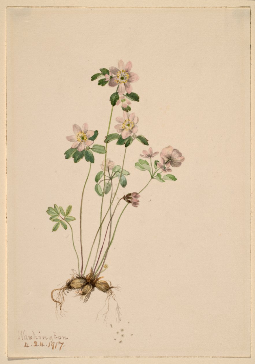 Anemonella (Syndesmon thalictroides) door Mary Vaux Walcott