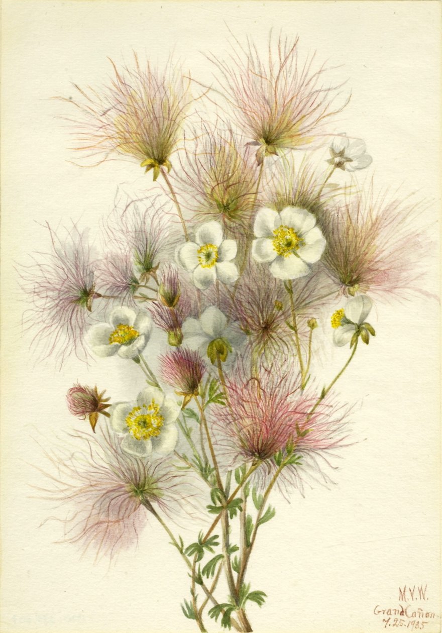 Apache pluim (Fallugia paradoxa) door Mary Vaux Walcott