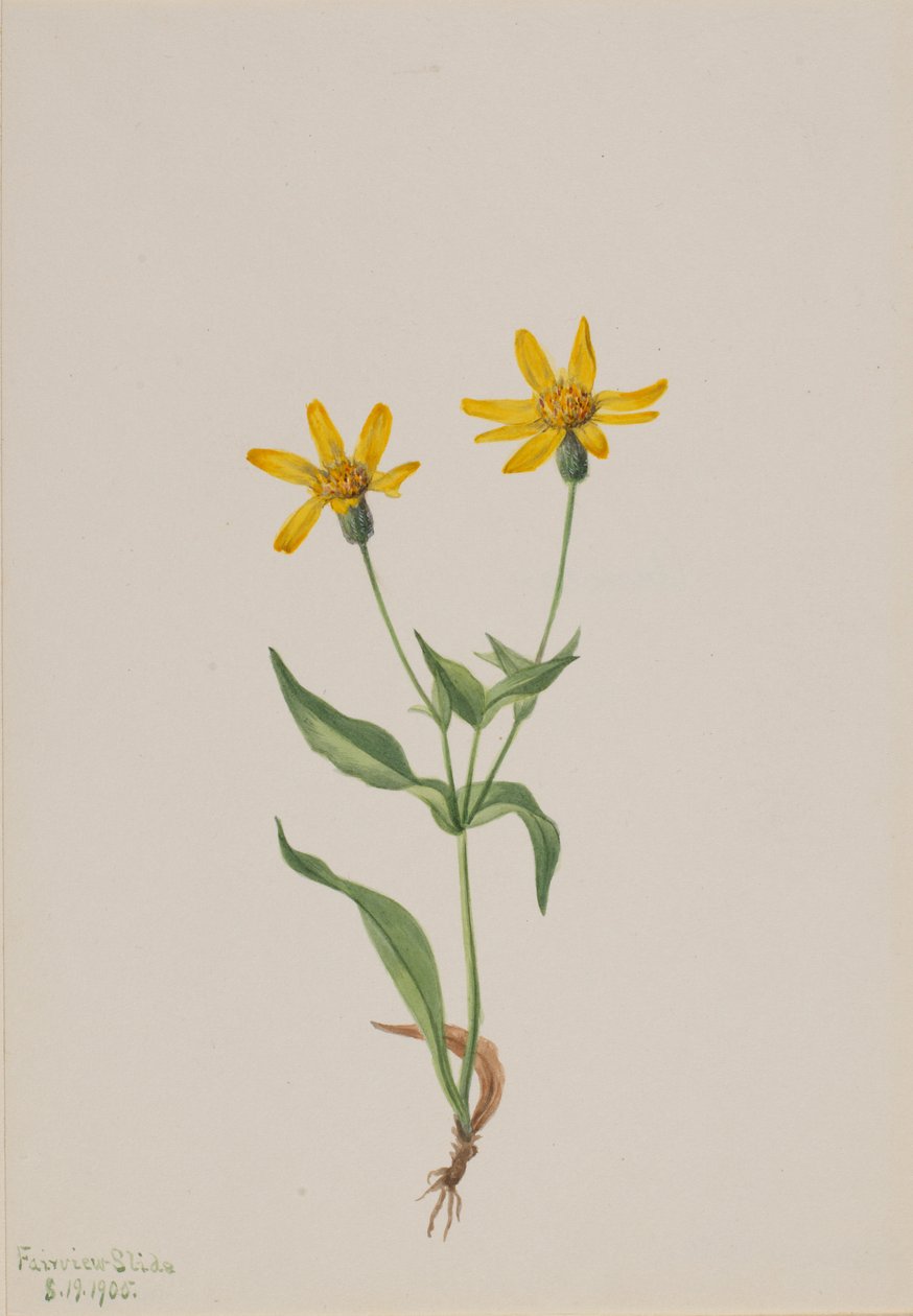 Arnica alpina door Mary Vaux Walcott