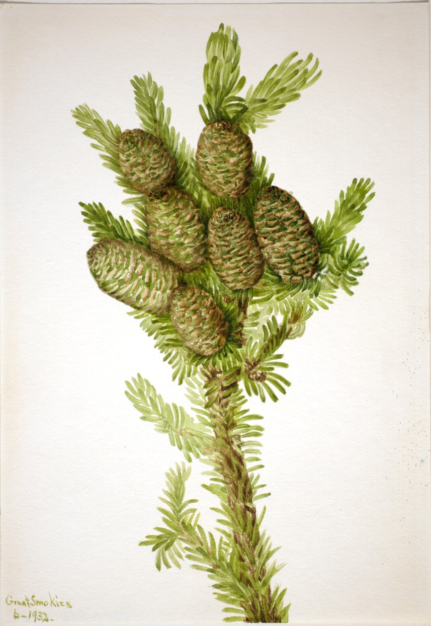 Balsemspar (Albies fraseri) door Mary Vaux Walcott