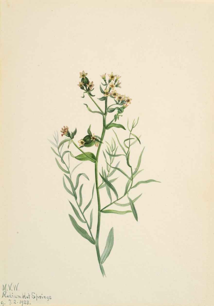 Bastaard Schermbloem Comandra pallida door Mary Vaux Walcott