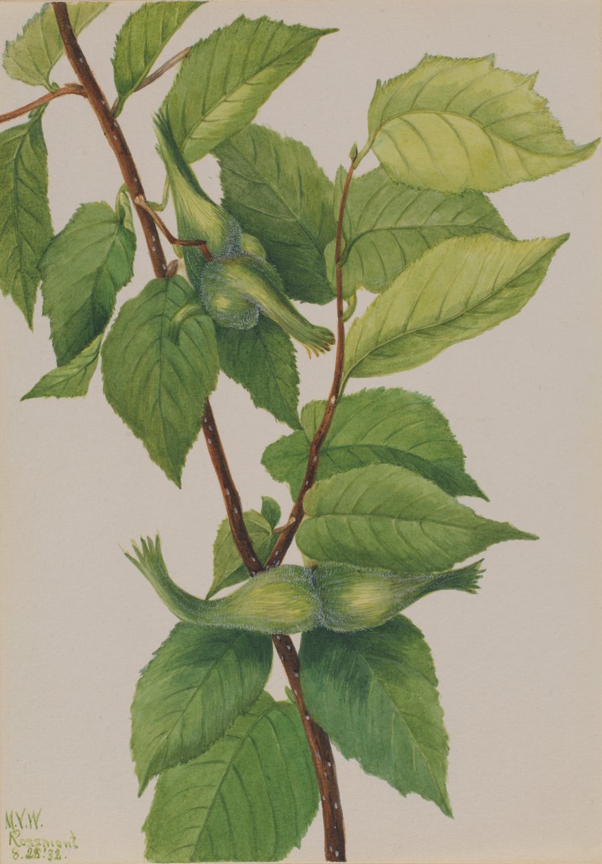 Beaked Hazelaar Corylus rostrata, 1932 door Mary Vaux Walcott
